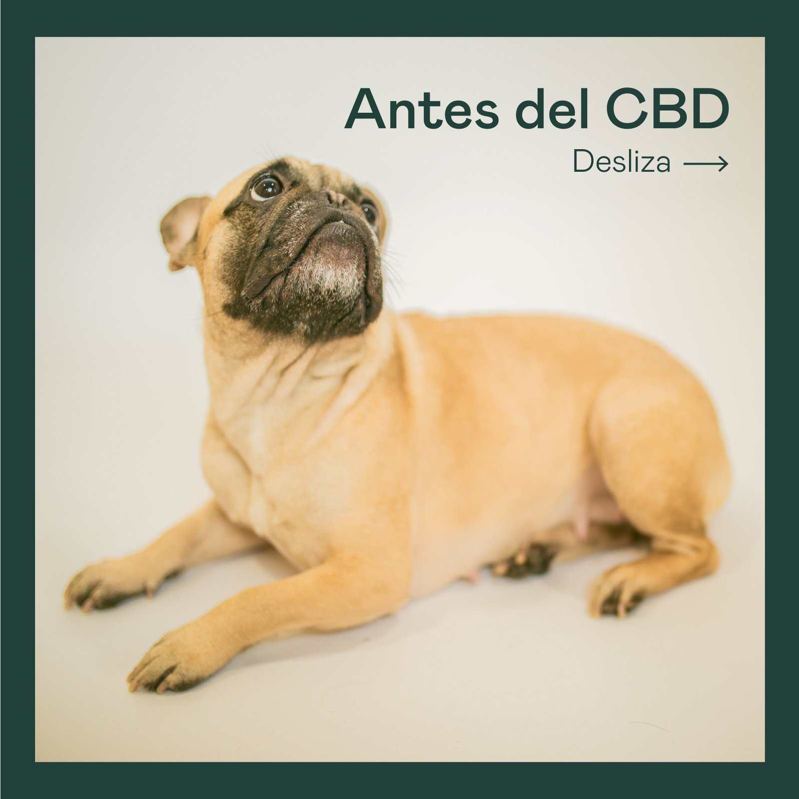 carrousel para instagramArtboard 1-100