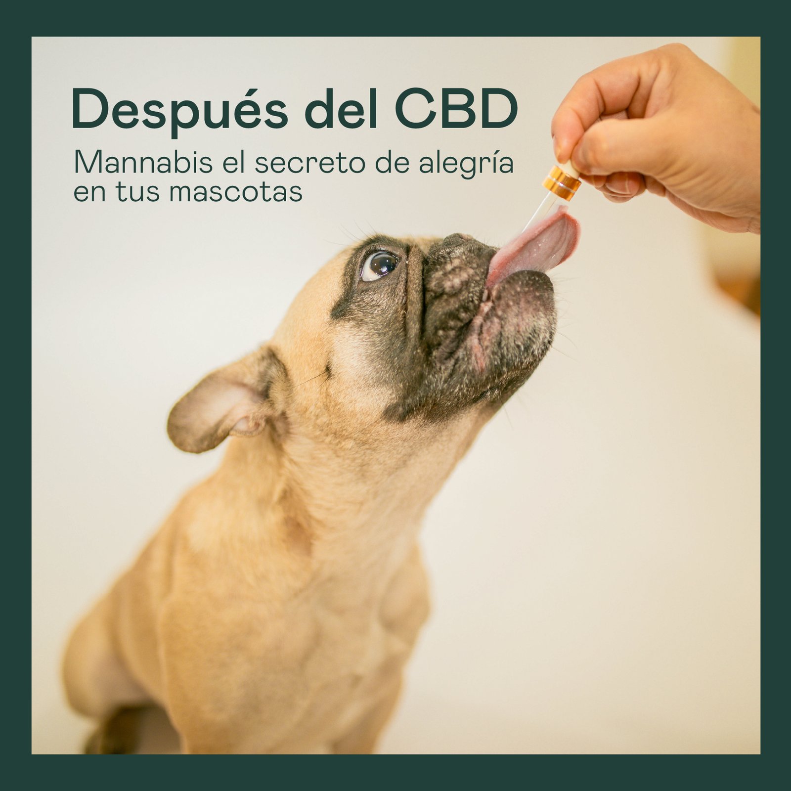 carrousel para instagramArtboard 2-100